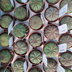 Euphorbia Obesa