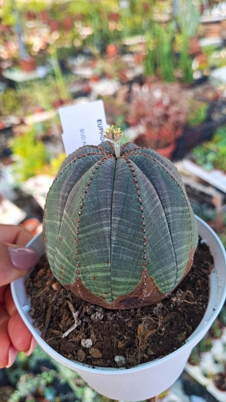 Euphorbia obesa “femmina”