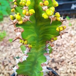 Euphorbia Pseudocactus