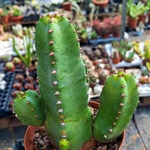 Euphorbia Resinifera
