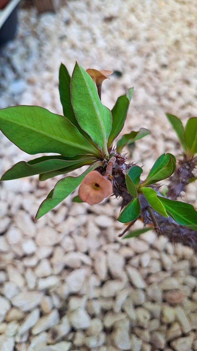 Euphorbia SP