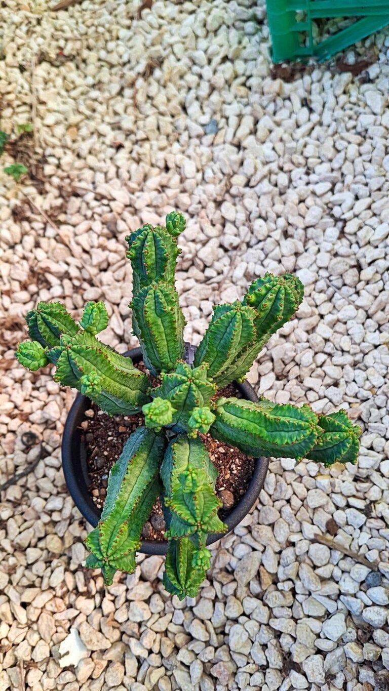 Echeveria Tubiglans