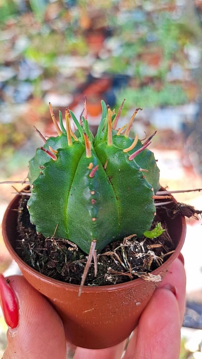Euphorbia valida