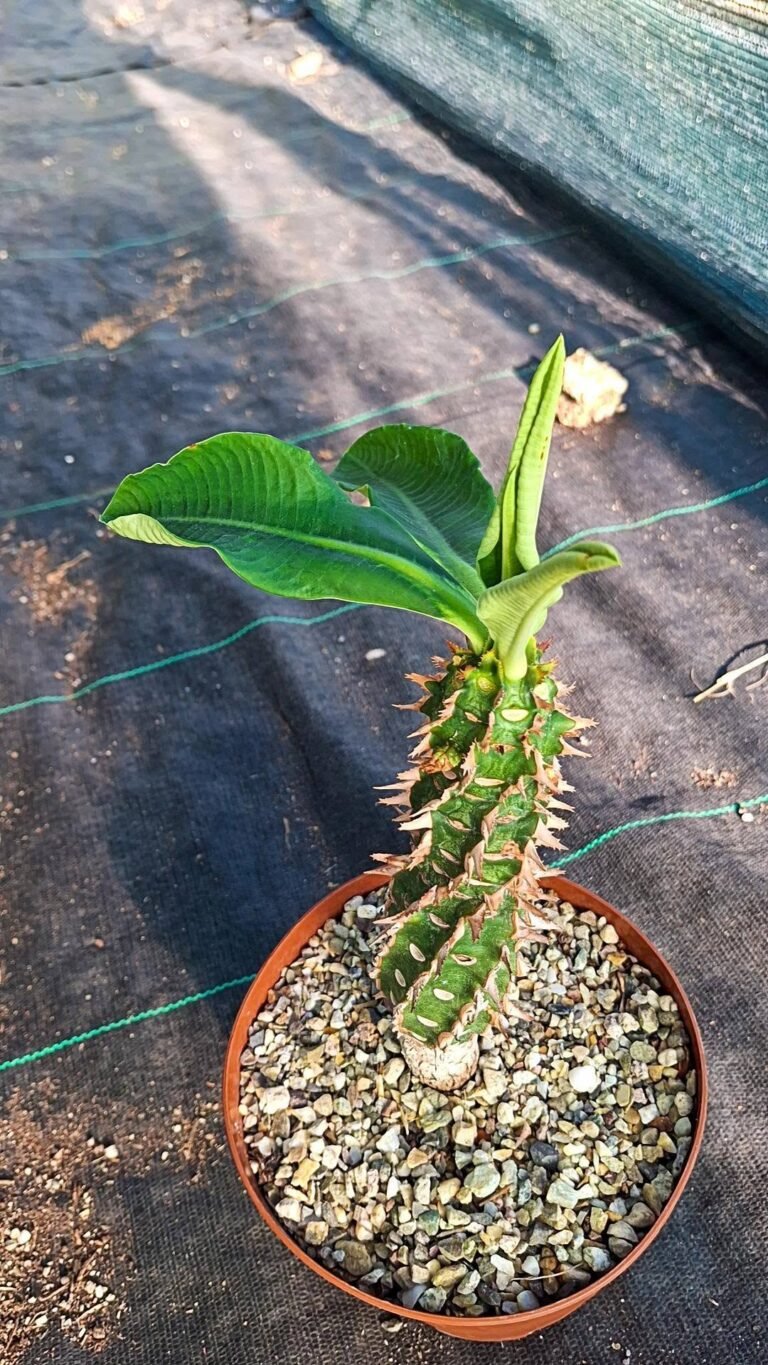 Euphorbia viguieri v capuroniana