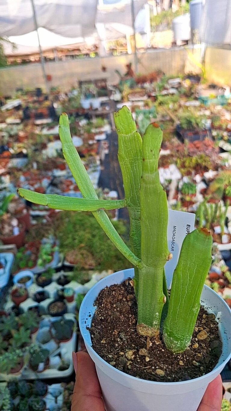 Euphorbia Xylophylloides