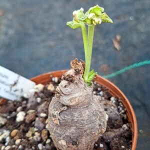 Monadenium aff echinulatum
