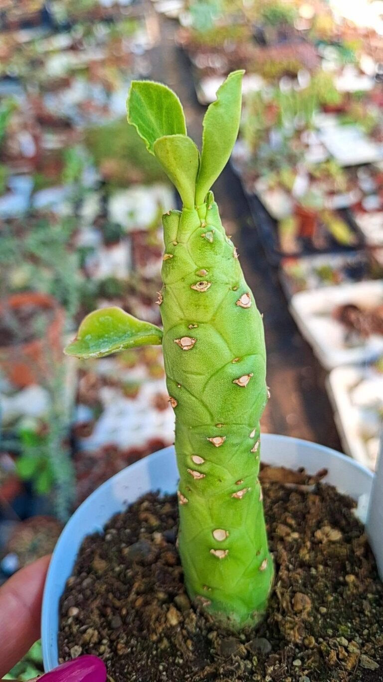 Monadenium heteropodum