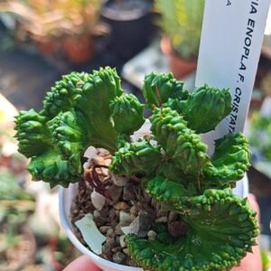 Euphorbia Enopla crestata Mostruosa