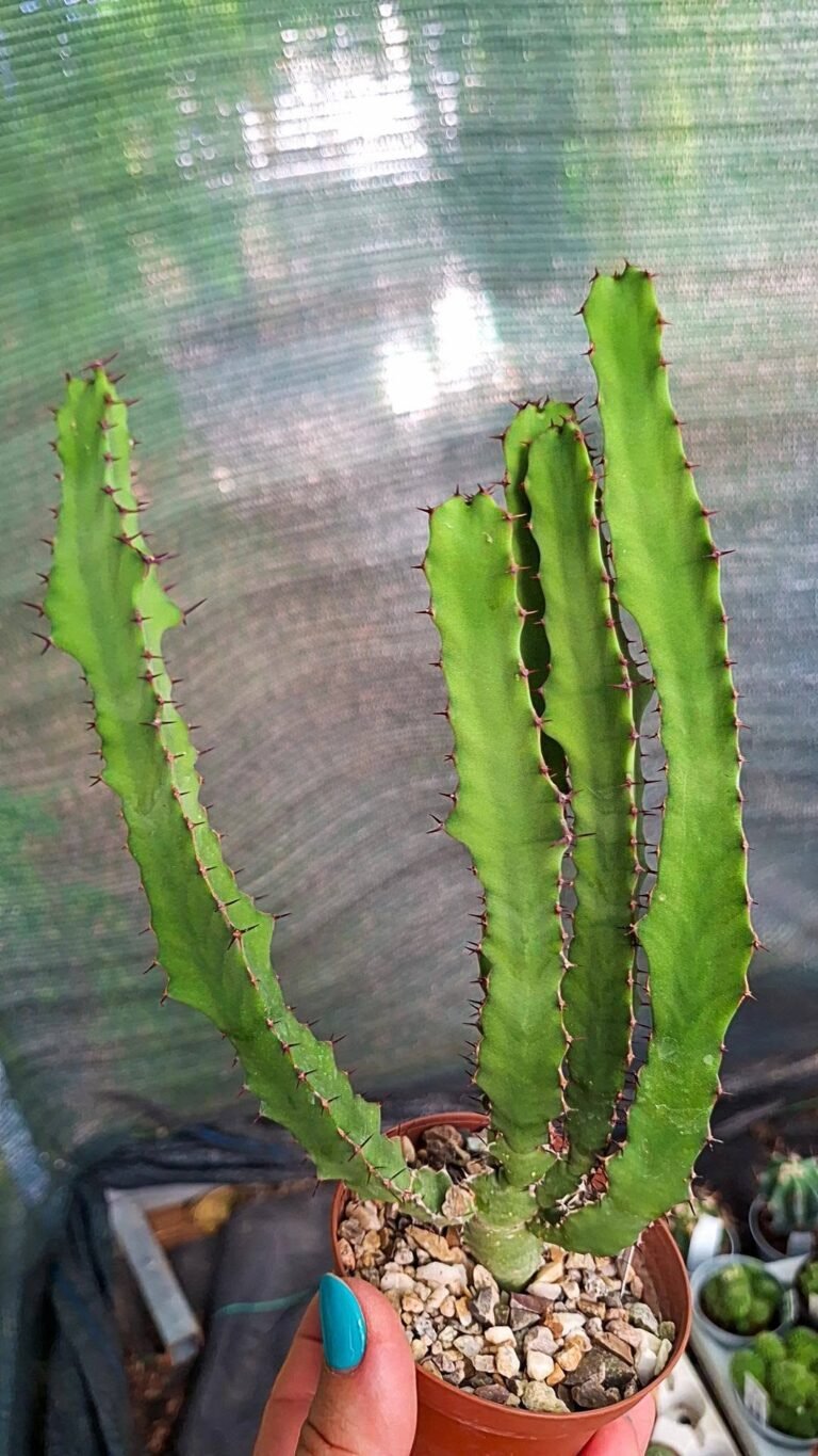 Euphorbia Grandicornis