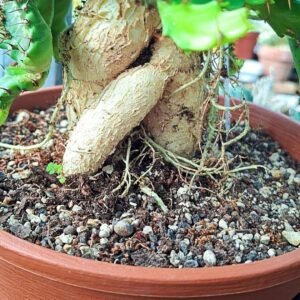 Euphorbia Stellata