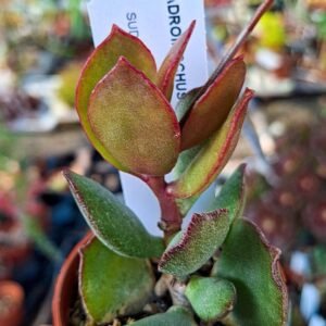 Adromischus Maculatus