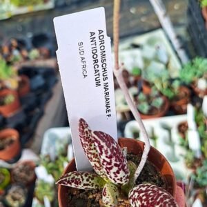 Adromischus Marianiae herrei Antidorcatum