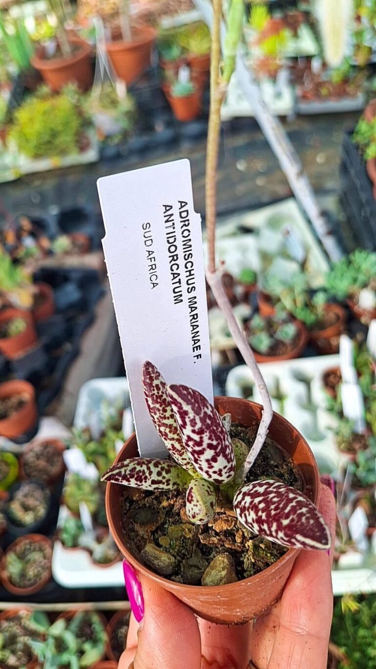 Adromischus Marianiae herrei Antidorcatum