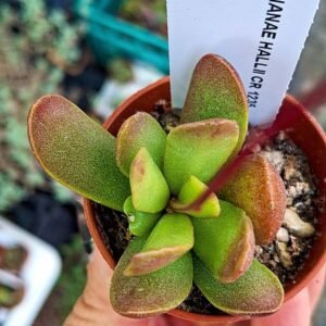 Adromischus marianiae hallii skimmelberg