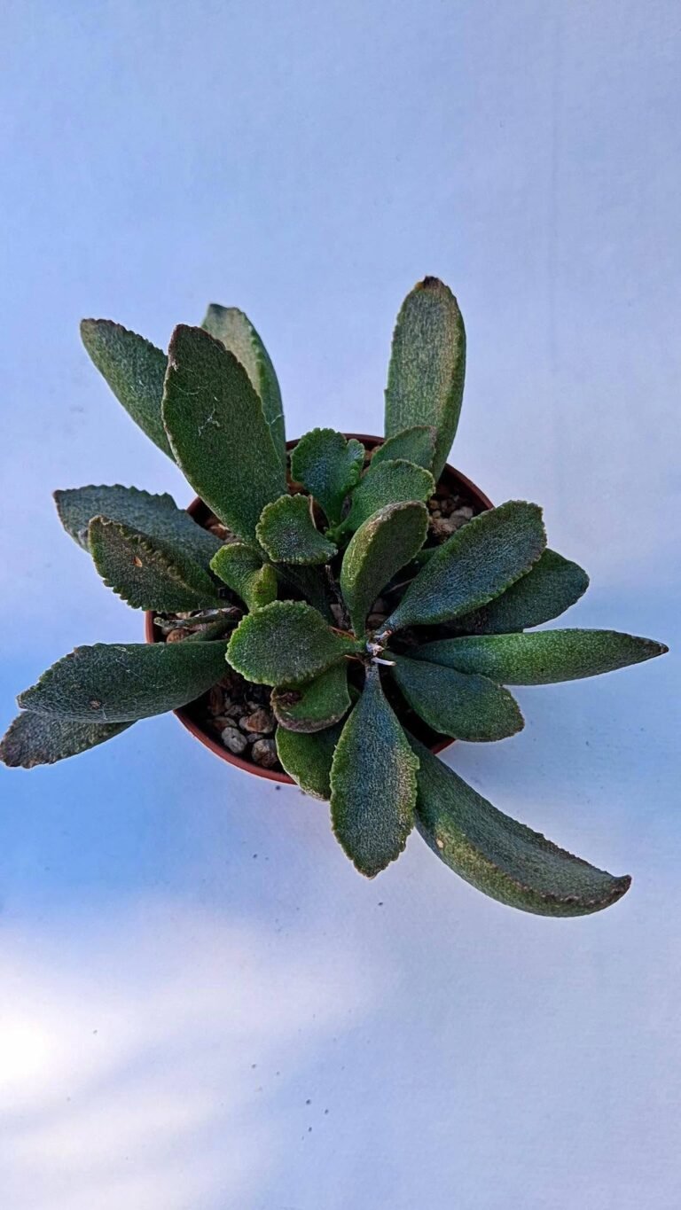 Adromischus marianiae herrei x a. schuldtianus