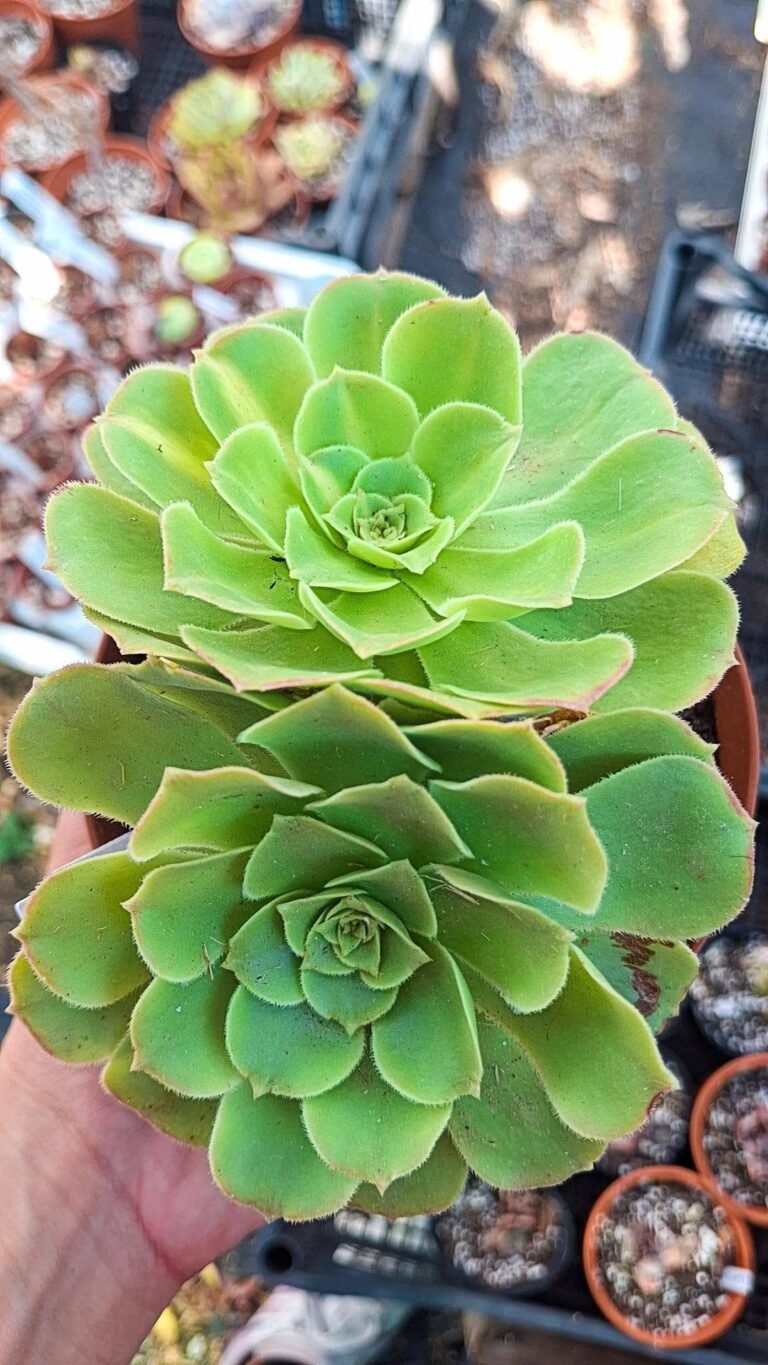 Aeonium Gold jadeite variegata