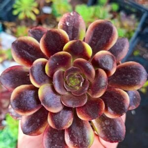 Aeonium Hybrid