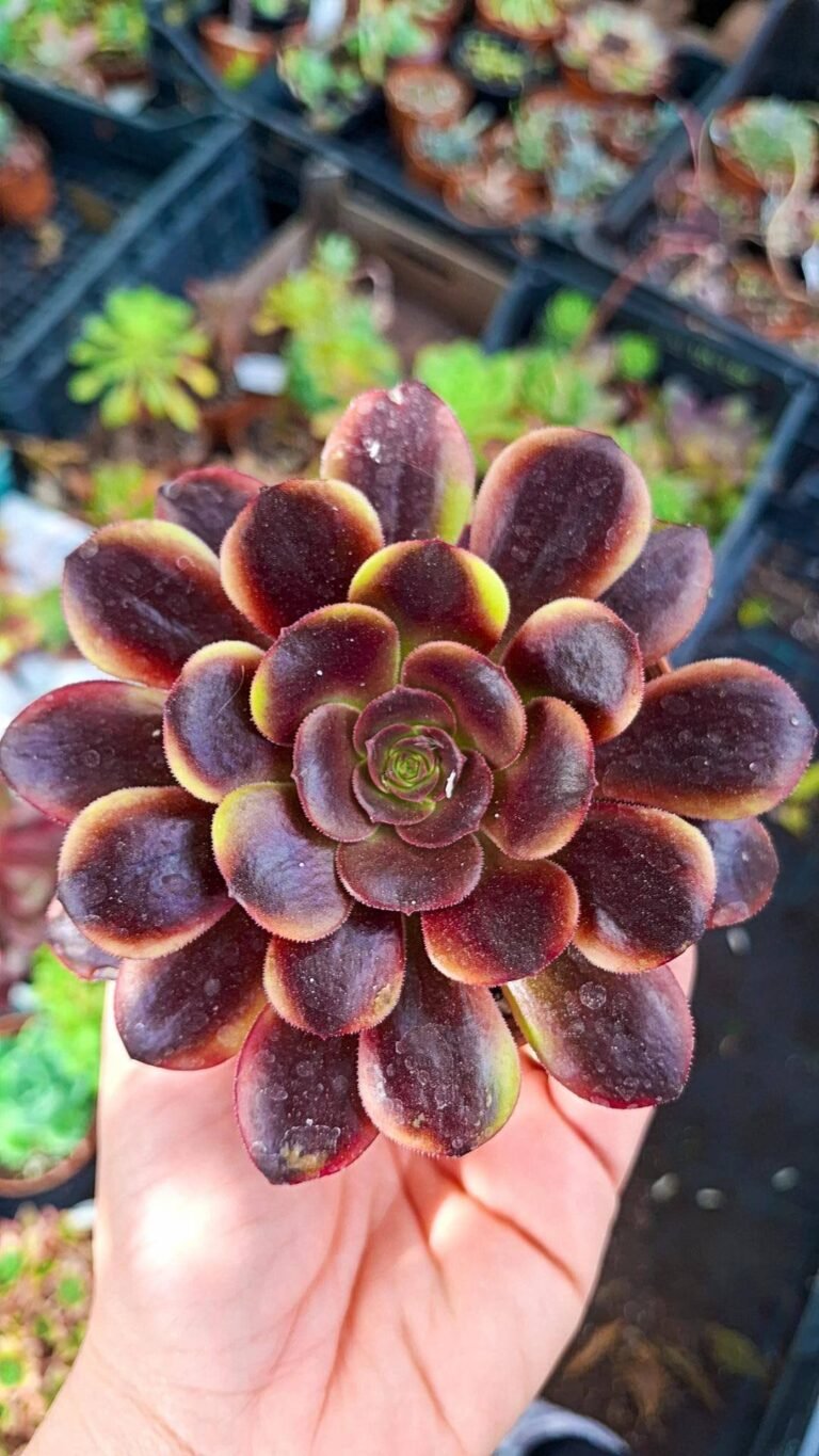 Siracactus-succulente-Aeonium-Hybrid-korean-2.jpg