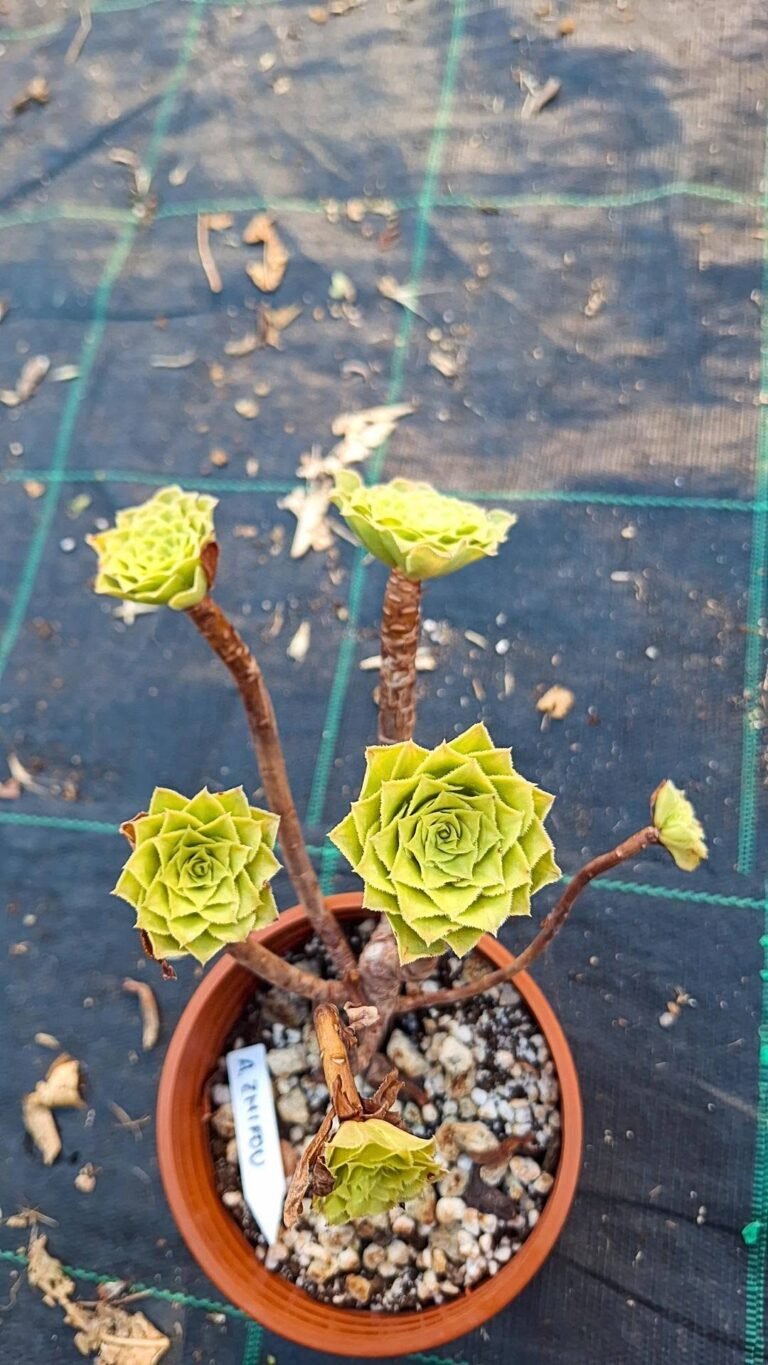 Aeonium Hybrid zifhou cluster korean