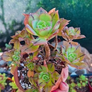 Aeonium Mary Anne Kunkel