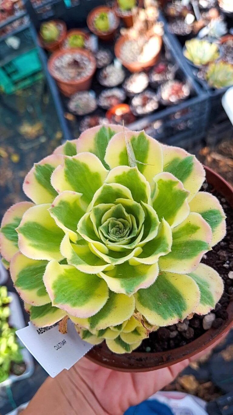 Aeonium Maybach Variegata