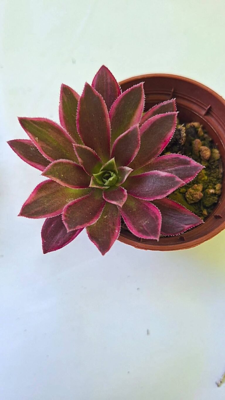 Aeonium Phoenix flame Variegata