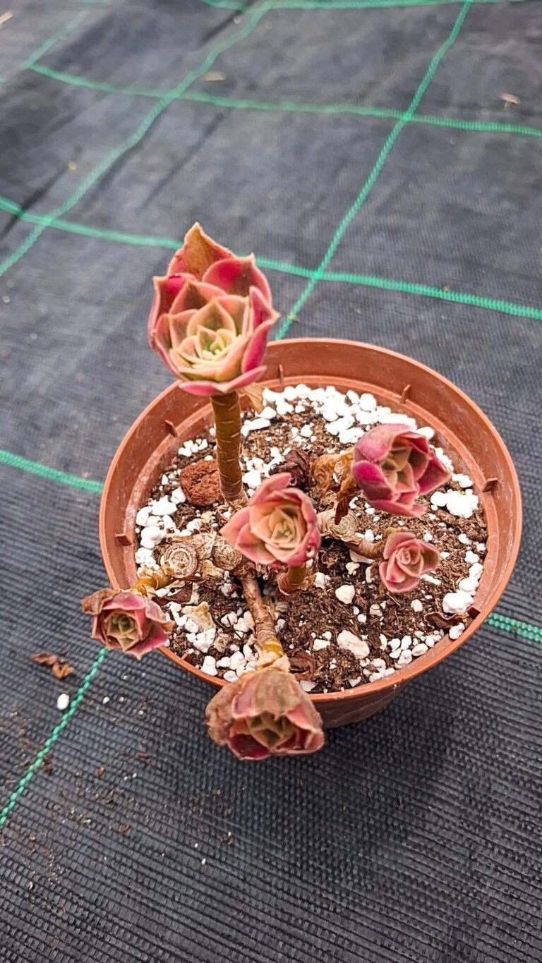 Aeonium Pink Witch Korean cluster