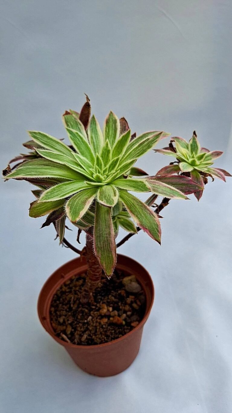 Aeonium black magic Variegata korean