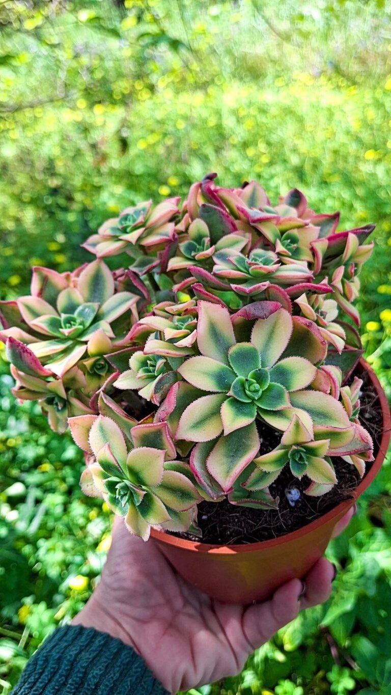 Aeonium Dream Tricolor Kiwi Variegata