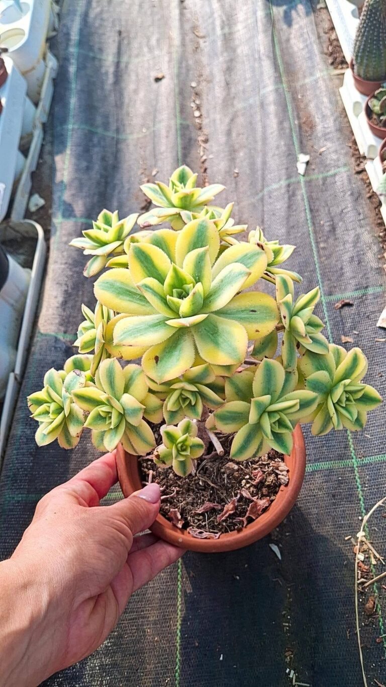 Aeonium Floresens accestita