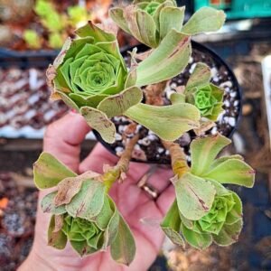 Aeonium jadeite glaze cluster