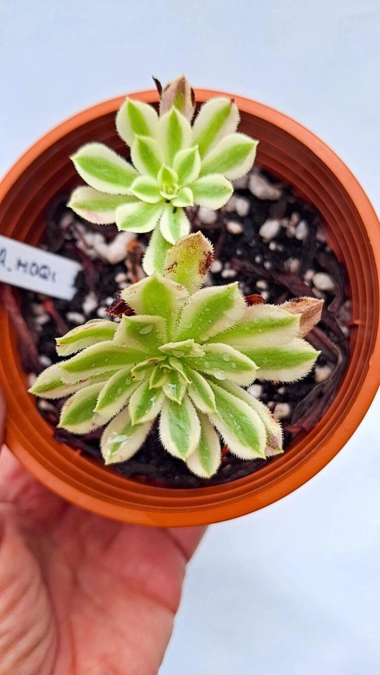 Aeonium “moqi” variegata cluster