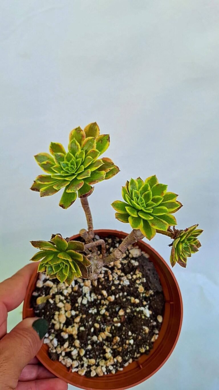 Aeonium Sunrise Variegata cluster