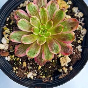 Aeonium wedding dress korean