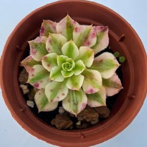 Aeonium Zwartkin Variegata Korean