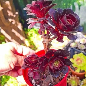 Aeonium Zwartkin