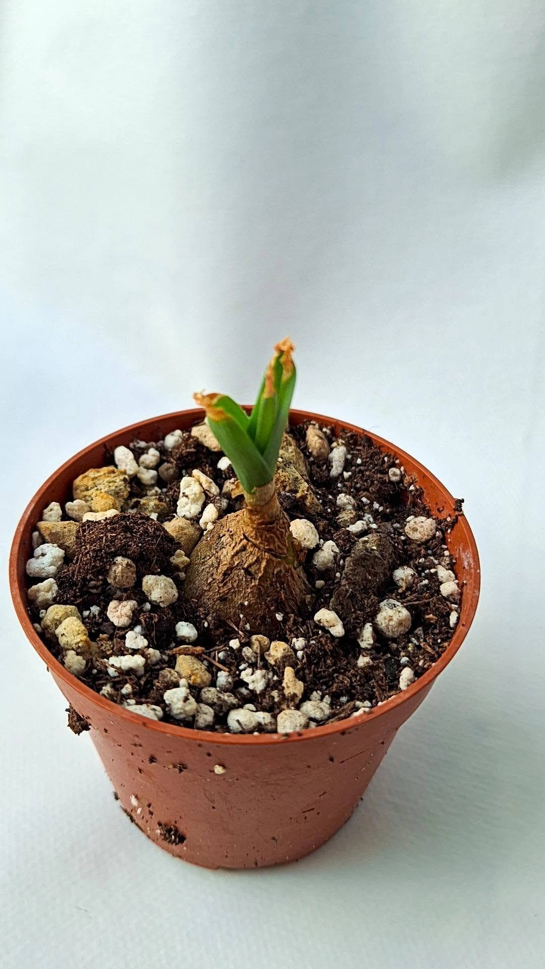 Albuca tortuosa