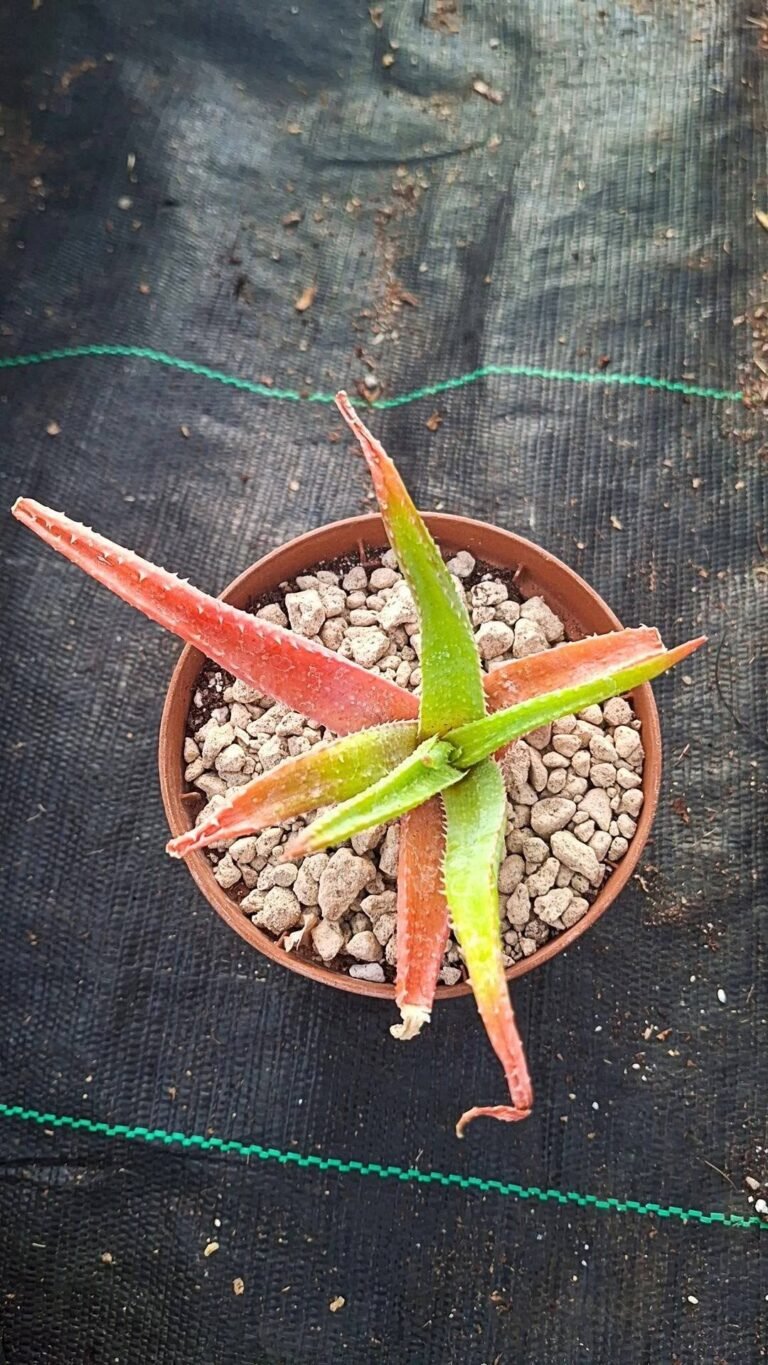 Aloe Pseudoparvula