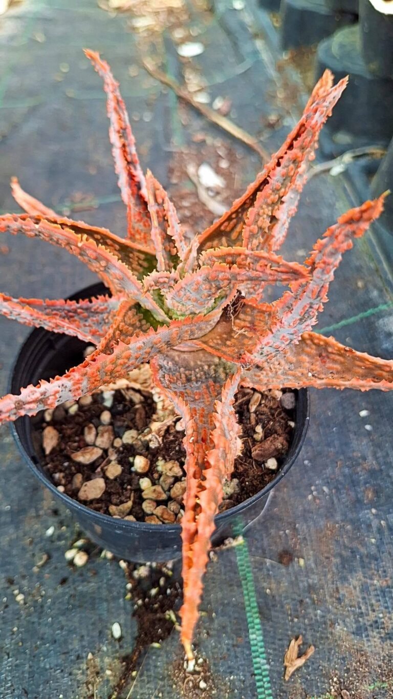 Aloe zebrina dannyz