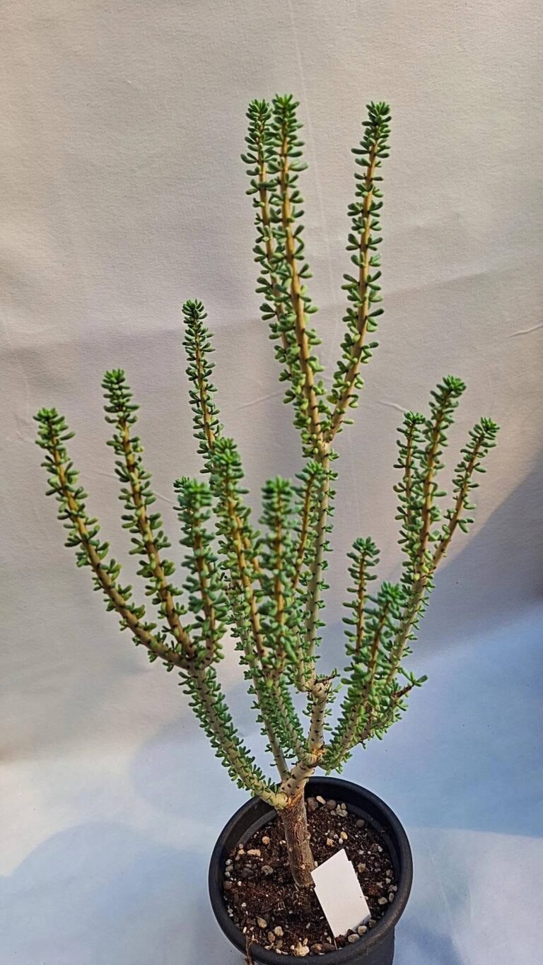 Ceraria Namaquensis