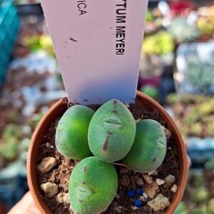 Conophytum Meyeri