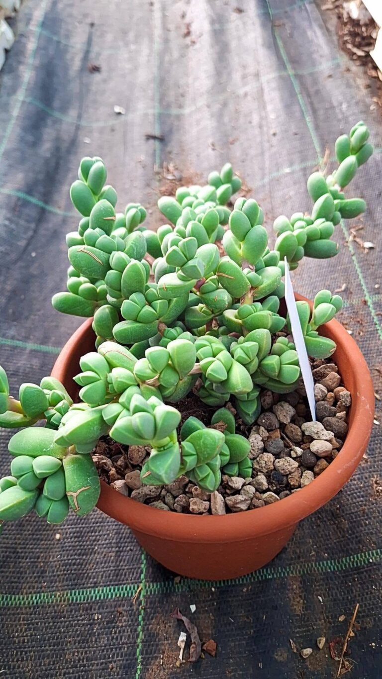 Corpuscularia Lehmannii