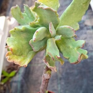 Crassula Coral