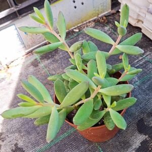 Cotyledon sp