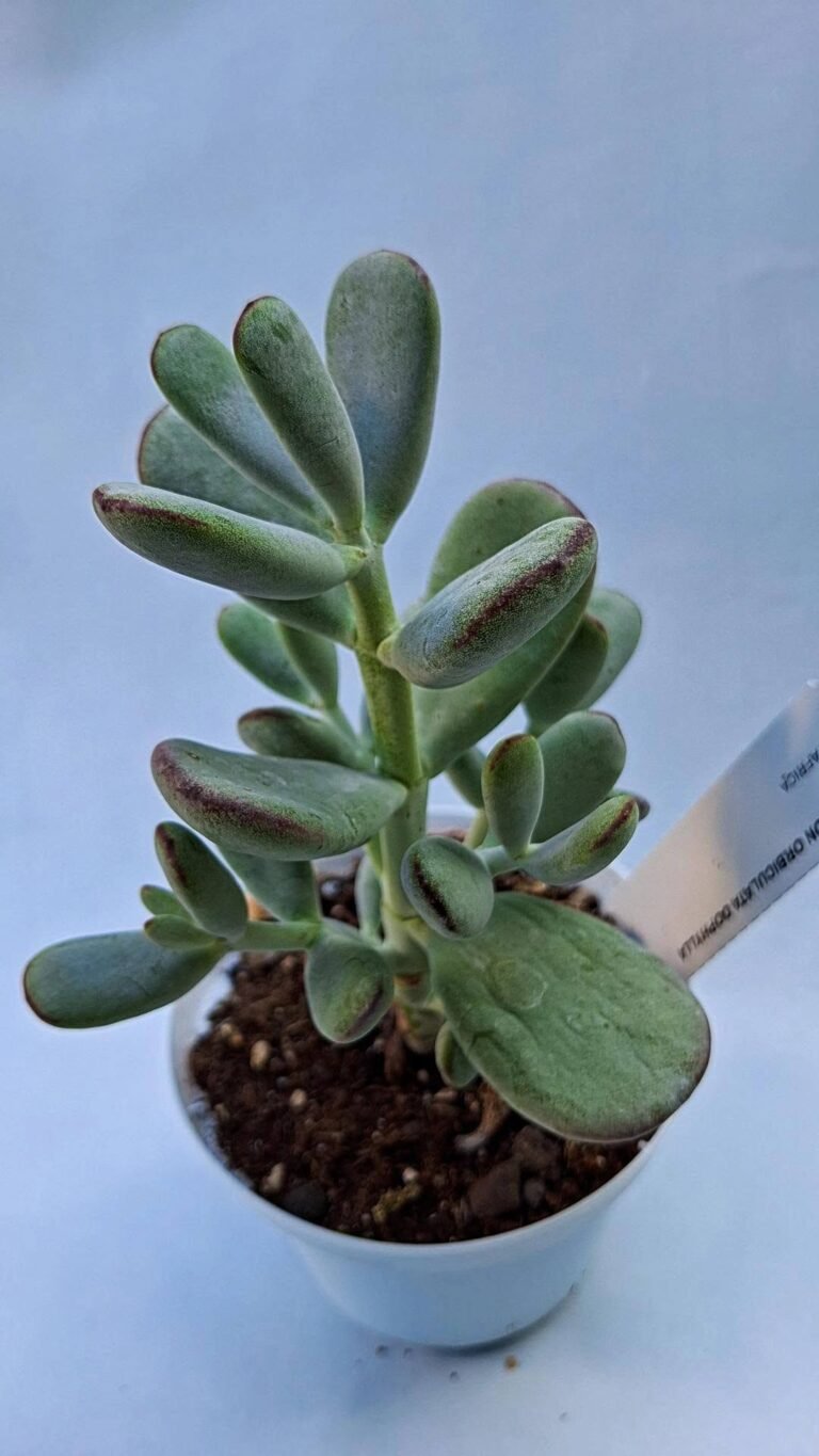 Cotyledon Orbiculata Oophylla