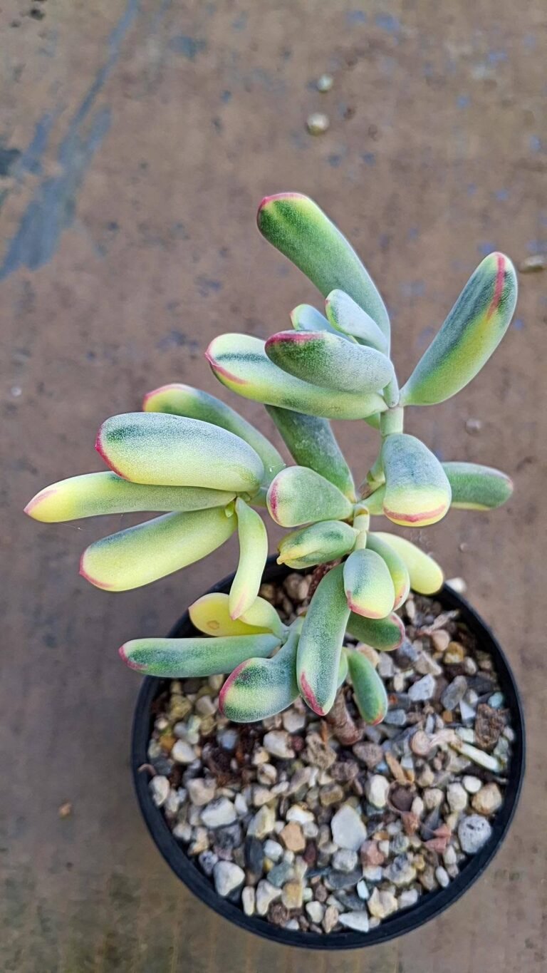 Cotyledon Orbiculata v. Dinteri Variegata