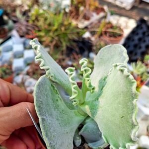 Cotyledon undulatum