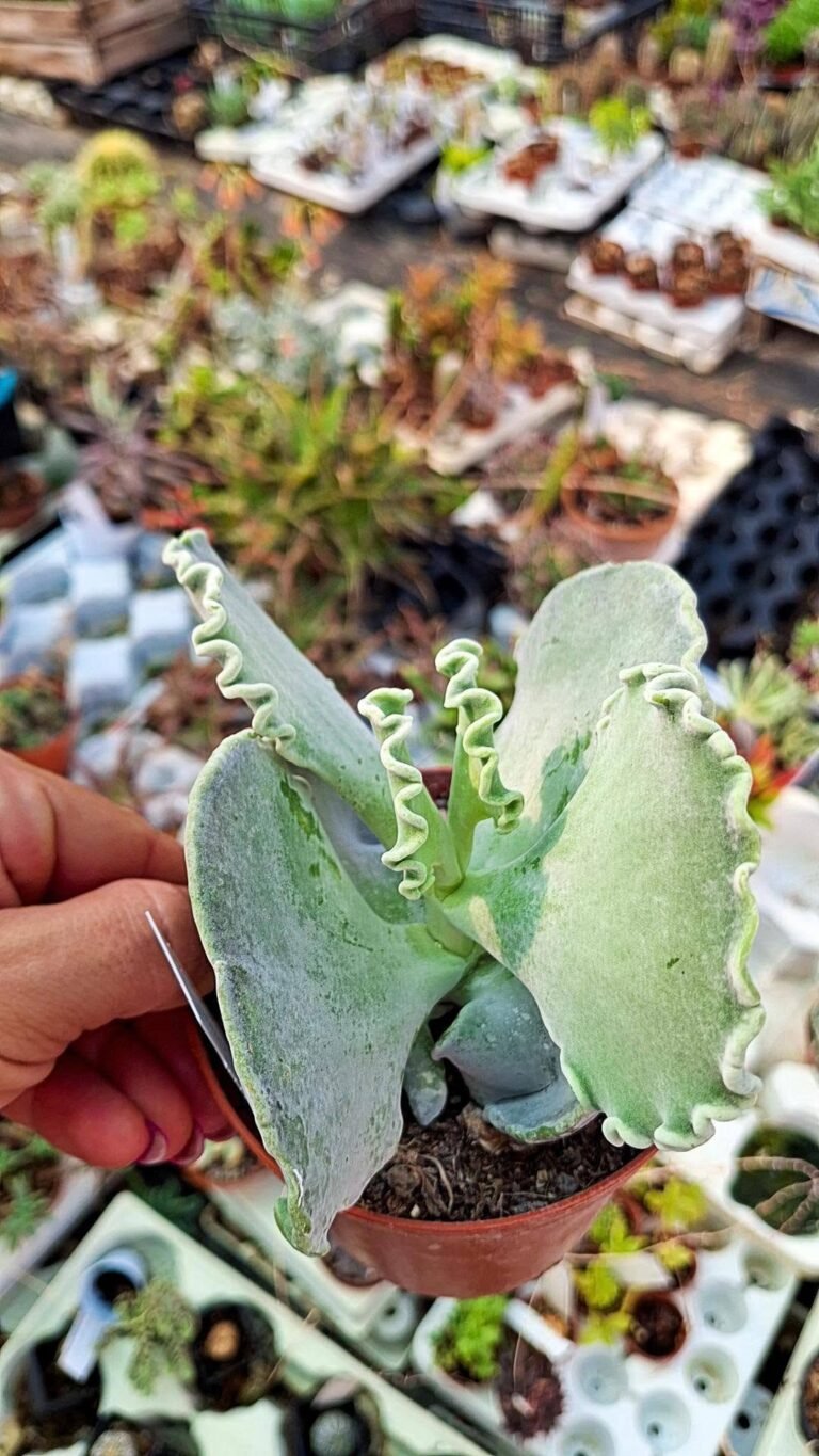 Cotyledon undulatum