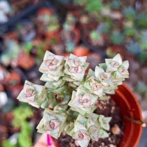 Crassula Pastel Variegated Tom Thumb