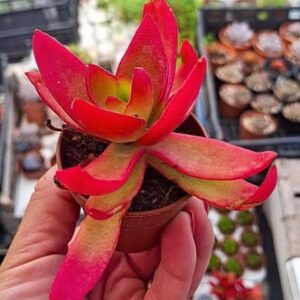 Crassula Capitella CampFire
